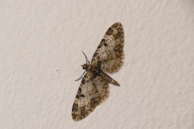 Eupithecia irriguata