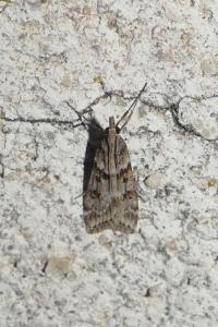 Eudonia angustea