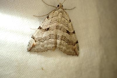 Aplocera efformata