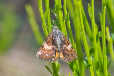 Isturgia famula