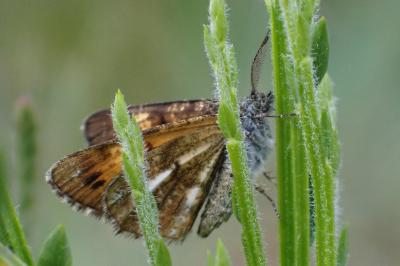 Isturgia famula
