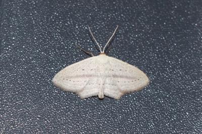Scopula emutaria