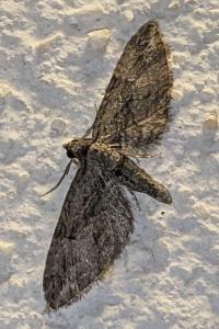 Eupithecia phoeniceata
