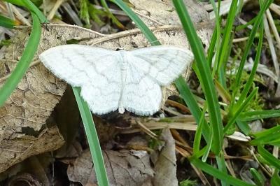 Scopula floslactata