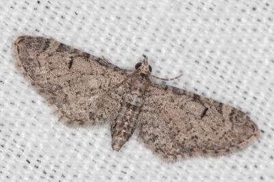 Eupithecia ultimaria