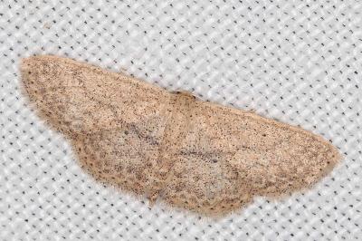 Scopula minorata