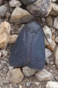 Amphipyra livida