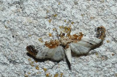 Eupithecia breviculata