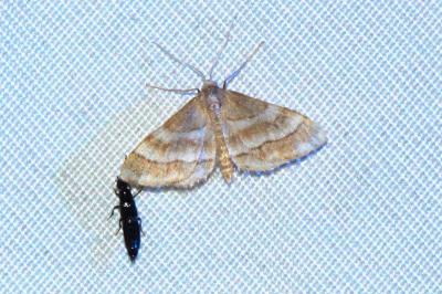Idaea circuitaria
