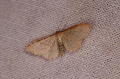 Idaea humiliata