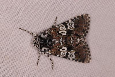 Lamprosticta culta