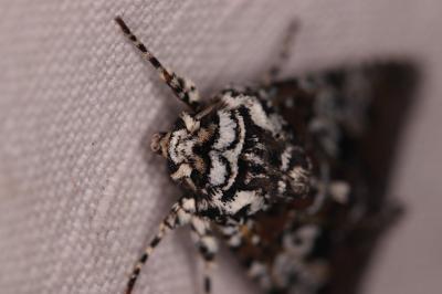 Lamprosticta culta