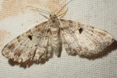Eupithecia abietaria