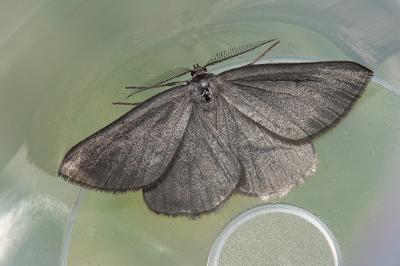 Crocota peletieraria