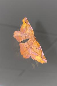 Apeira syringaria