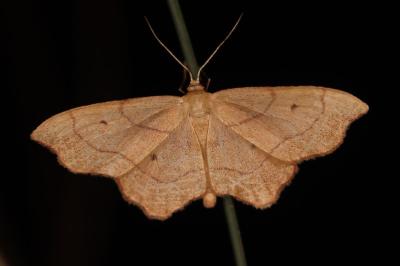 Idaea emarginata