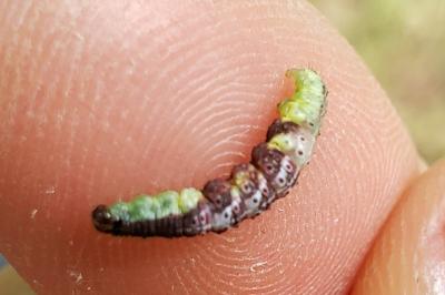 Hydrelia sylvata