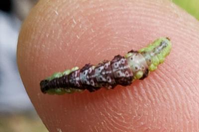 Hydrelia sylvata
