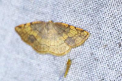 Stegania trimaculata