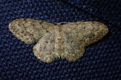 Idaea libycata