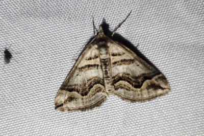 Scotopteryx peribolata