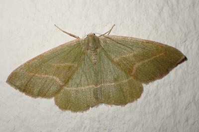 Hylaea fasciaria