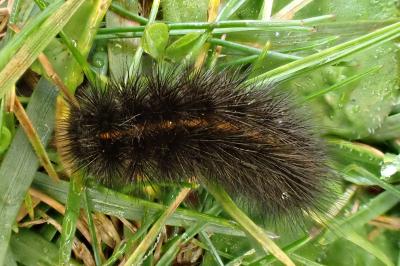 Spilosoma lubricipeda