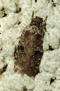 Agonopterix purpurea