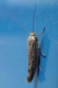 Scythris inertella