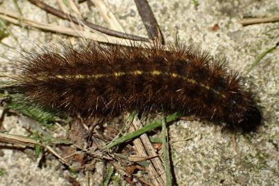 Spilosoma lubricipeda