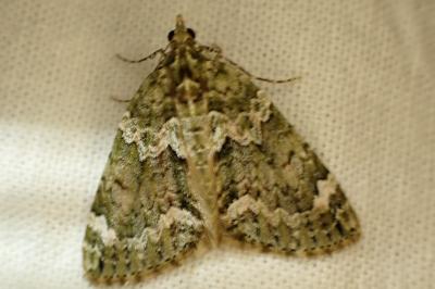 Chloroclysta miata