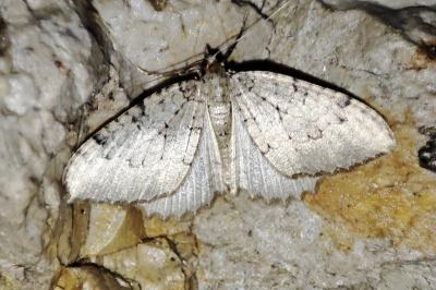 Triphosa tauteli