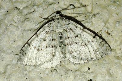 Colostygia multistrigaria