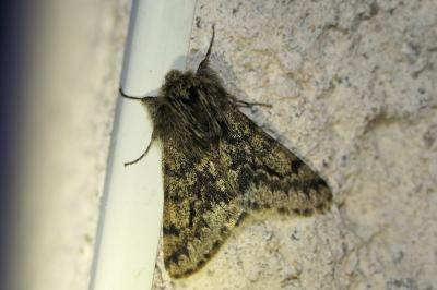 Apocheima hispidaria