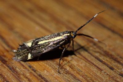 Esperia sulphurella