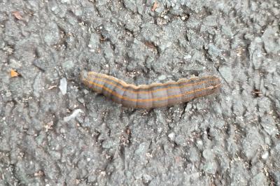 Aedia leucomelas