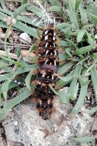 Acronicta rumicis