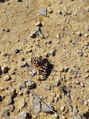 Eurranthis plummistaria