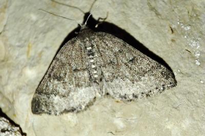 Aleucis distinctata
