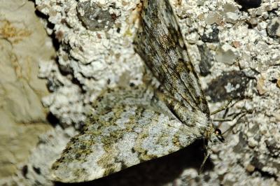 Coenotephria ablutaria