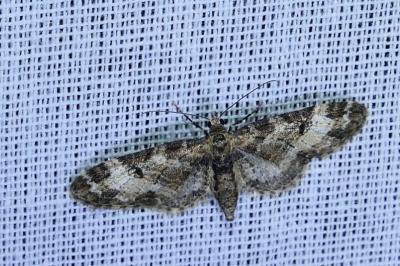 Eupithecia irriguata