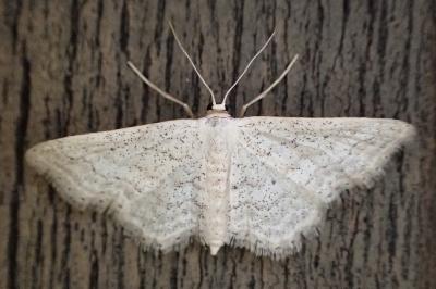 Idaea elongaria