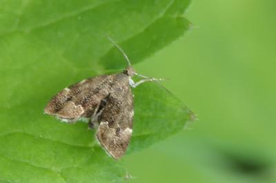 Anthophila fabriciana