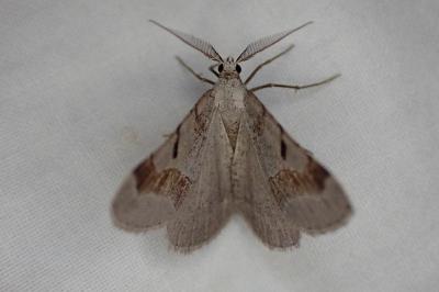 Itame vincularia