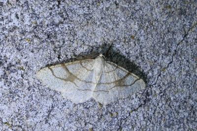 Adactylotis contaminaria
