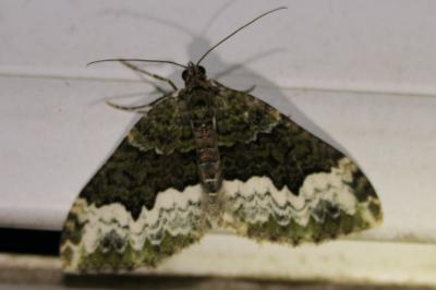 Euphyia biangulata