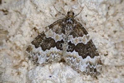 Electrophaes corylata