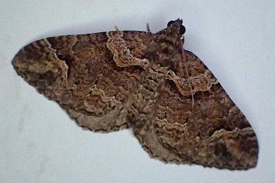 Catarhoe basochesiata