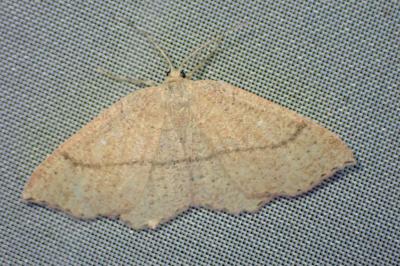Cyclophora suppunctaria