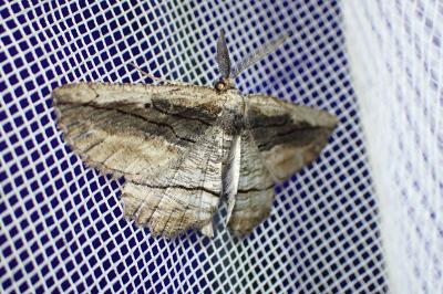 Menophra nycthemeraria